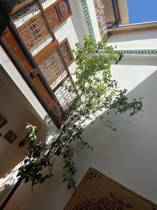 فيلة Alghani *